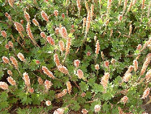 Acalypha radians