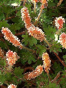 Acalypha radians