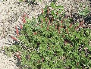 Acalypha radians