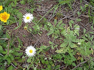 Aphanostephus skirrhobasis