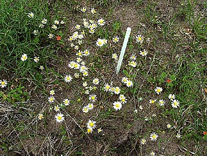 Astranthium integrifolium