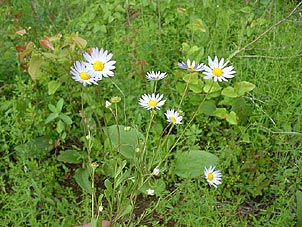 Astranthium integrifolium