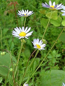 Astranthium integrifolium