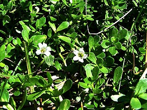 Bacopa monnieri