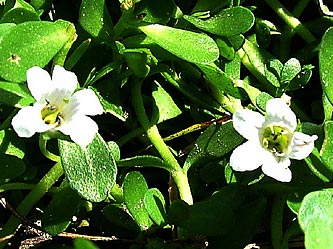 Bacopa monnieri