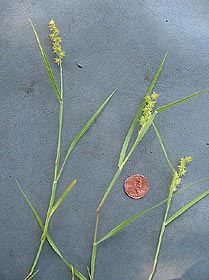 Cenchrus spinifex