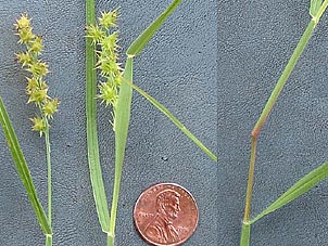 Cenchrus spinifex