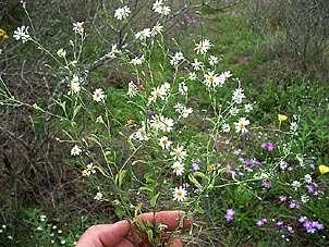 Chaetopappa asteroides