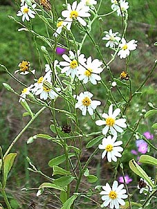Chaetopappa asteroides