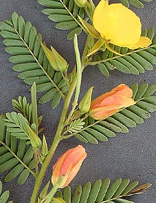 Chamaecrista fasciculata