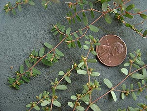 Chamaesyce glyptosperma