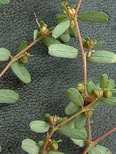 Chamaesyce glyptosperma