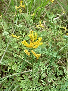 Corydalis micrantha