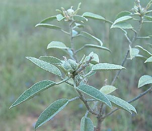 Croton argyranthemus