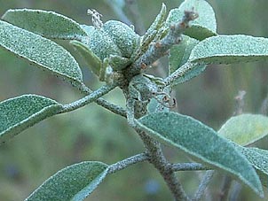 Croton argyranthemus