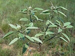 Croton argyranthemus