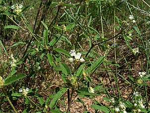 Croton glandulosus