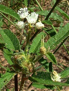 Croton glandulosus