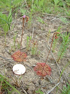 Drosera brevifolia