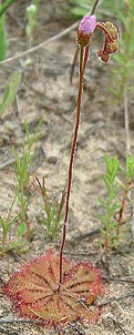 Drosera brevifolia