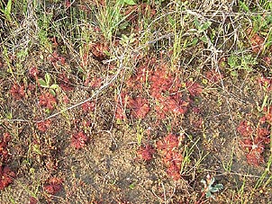 Drosera brevifolia