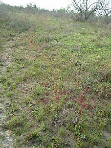 Drosera brevifolia