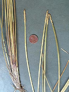 Eleocharis quadrangulata