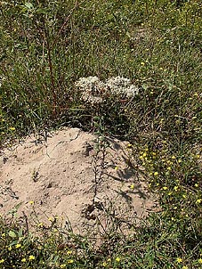 Eriogonum multiflorum