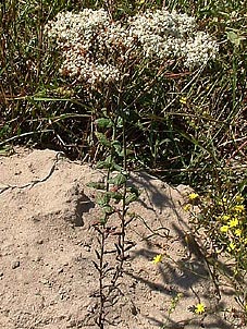 Eriogonum multiflorum