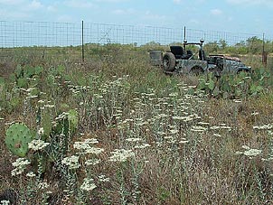 Eriogonum multiflorum