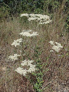 Eriogonum multiflorum