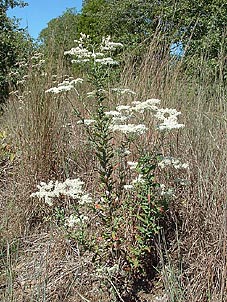 Eriogonum multiflorum