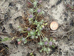 Eryngium nasturtiifolium