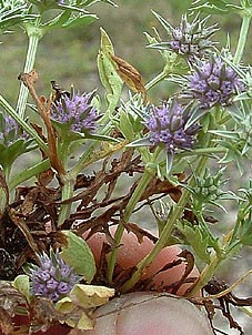 Eryngium nasturtiifolium
