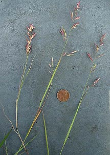 Eragrostis secundiflora