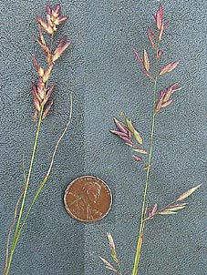 Eragrostis secundiflora