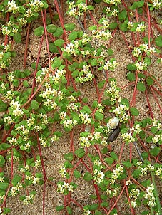 Euphorbia cordifolia