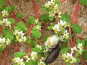 Euphorbia cordifolia