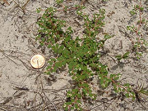 Euphorbia cordifolia