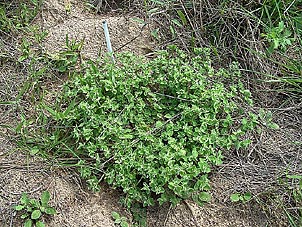 Euphorbia innocua