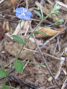 Evolvulus alsinoides