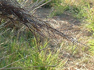 Heteropogon contortus