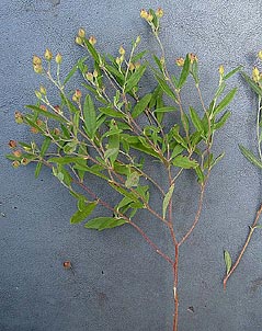 Helianthemum georgianum