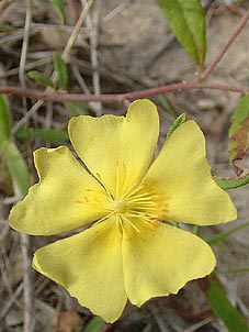 Helianthemum georgianum