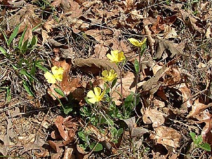 Helianthemum species