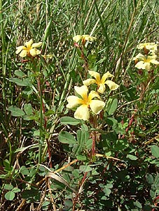 Oxalis berlandieri