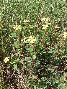 Oxalis berlandieri