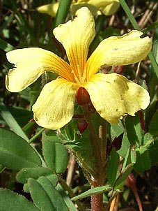 Oxalis berlandieri