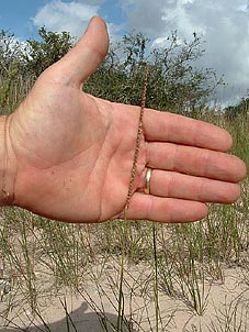 Paspalum monostachyum