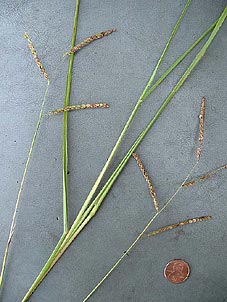 Paspalum plicatulum